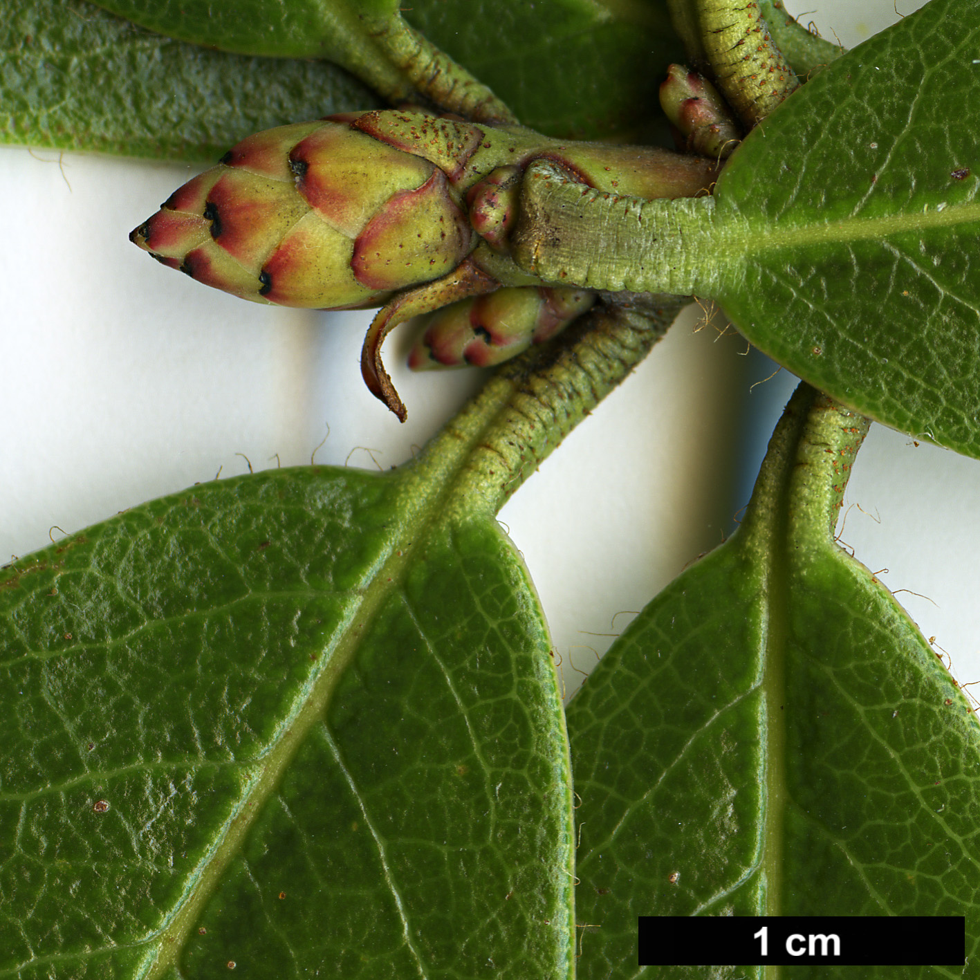 High resolution image: Family: Ericaceae - Genus: Rhododendron - Taxon: chrysodoron